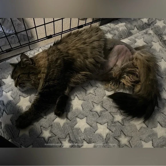 Women’s ‘Matador’ Tulle Dress in Melon by For Love & Lemons - Picture 12 of 16